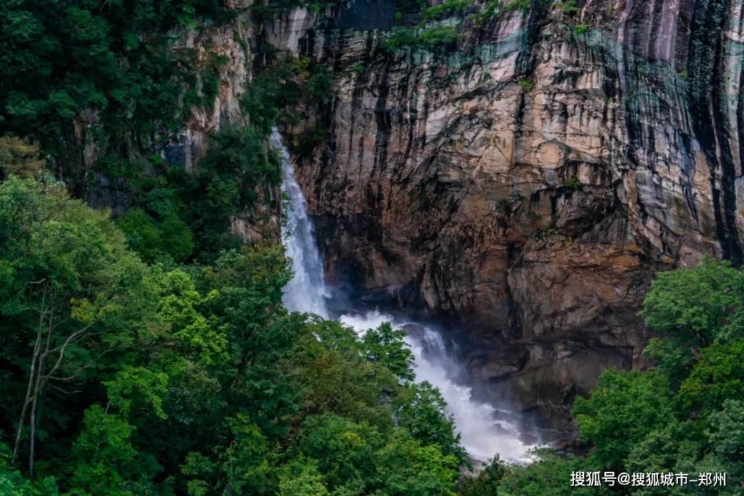 救援有趣的孔雀